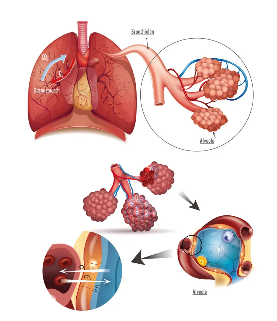 Gasaustausch in der Lunge Bronchiolen Alveolen und Membranen
